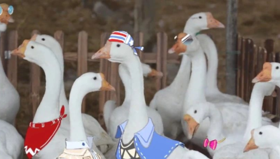 腾讯找「鹅」拍了个广告，原来QQ是这样养殖的！