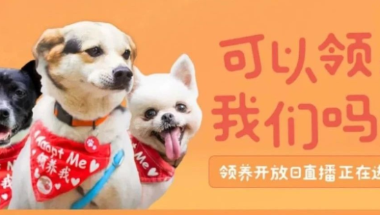 探索“TA直播”模式，考拉爬树TV让萌宠当主播！