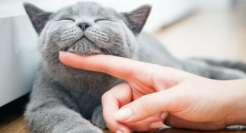 宠物家电新风口下暗藏隐忧