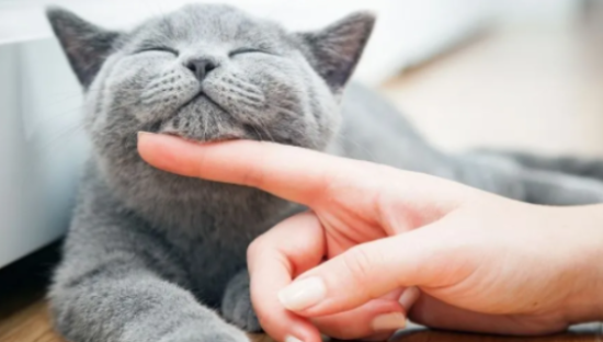 宠物家电新风口下暗藏隐忧