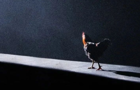 王小卤新广告，看完全国的鸡都哭了……