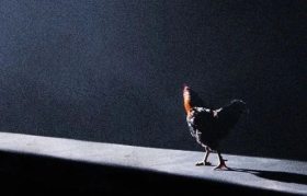 王小卤 X 环时新广告，我笑到方圆十里公鸡打鸣