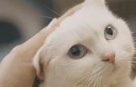 闲鱼：闲不住的温暖，足以改变世界