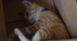 鲜血淋漓的“活体”盲盒，打开是惊喜还是惊吓？