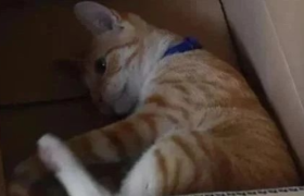 鲜血淋漓的“活体”盲盒，打开是惊喜还是惊吓？