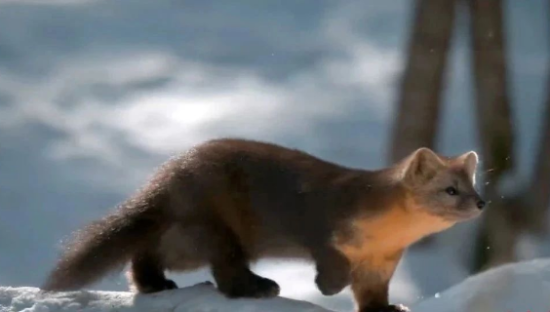 农夫山泉最美广告片又来了，堪比中国版BBC！