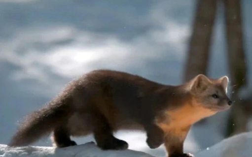 农夫山泉最美广告片又来了，堪比中国版BBC！