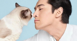 胡歌变猫，喵不可言！