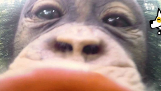 绿色生活还能这样玩，不愧是你，蚂蚁森林！