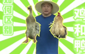 老乡鸡董事长上综艺，太会整活了！