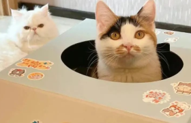 麦当劳出猫窝，火了！