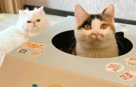 麦当劳“猫窝”火上热搜，被抢疯了！