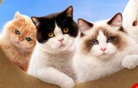 一周案例 | 麦当劳汉堡“长”猫、喜茶出字体了......