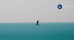 小朋友的文案，无敌