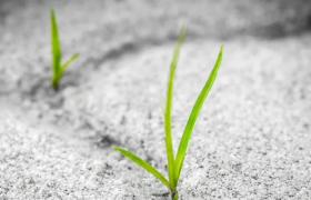 种草、广告与带货