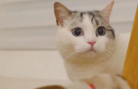 一年吸金超50亿元，宠物消费正被95后「重塑」