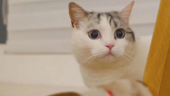 一年吸金超50亿元，宠物消费正被95后「重塑」