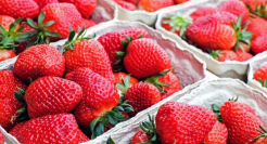 热搜！一颗草莓40元！是消费升级还是收智商税？