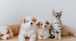 宠物用品的智能化进阶