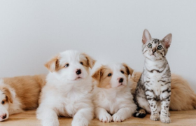 宠物用品的智能化进阶