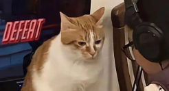 30句幽默搞笑的文案句子！