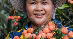 百果园、洪九、鲜丰“三国杀”：“水果零售第一股”争夺这么难？