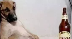 30句奇奇怪怪可可爱爱的文案句子