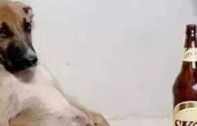 30句奇奇怪怪可可爱爱的文案句子