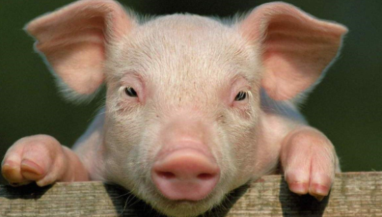 猪厂“风暴”静悄悄