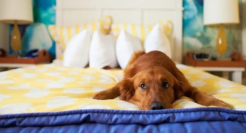 酒店长租是一门好生意吗？