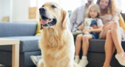 宠物智能硬件“龙虎斗”