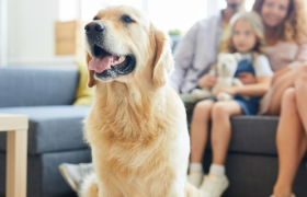 宠物智能硬件“龙虎斗”