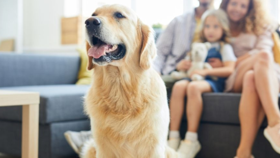 宠物智能硬件“龙虎斗”