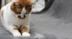 戴森“新宠”，败给了7元的硅胶扫把？