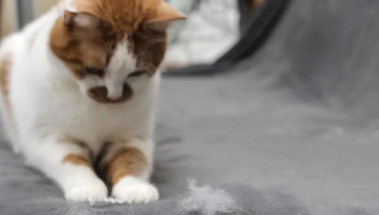 戴森“新宠”，败给了7元的硅胶扫把？