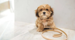 奢侈品巨头盯上宠物消费，会成为一股新潮吗？