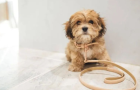 奢侈品巨头盯上宠物消费，会成为一股新潮吗？