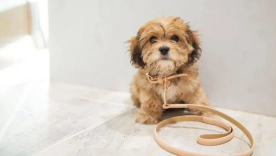 奢侈品巨头盯上宠物消费，会成为一股新潮吗？