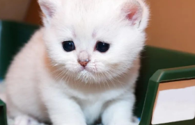 从喂食机到猫砂盆，宠物智能硬件让铲屎官“真香”了吗？