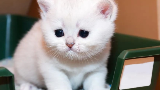 从喂食机到猫砂盆，宠物智能硬件让铲屎官“真香”了吗？