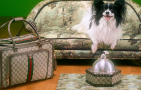 人不如宠？Gucci一个饭碗卖4000元！居然还最具性价比！网友：喜欢就买吧…