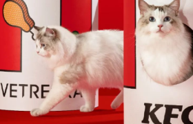 肯德基，也出猫窝了？