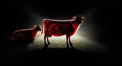 奔驰的文案，值得一看再看