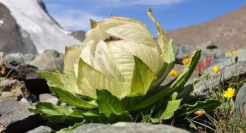 化妆品市场，打响“芯片”大战！