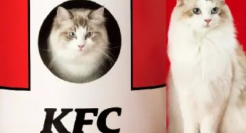 肯德基卖猫窝了，跟风麦当劳？！