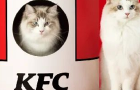 肯德基卖猫窝了，跟风麦当劳？！