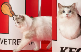 肯德基x宠物品牌未卡上新巨型猫窝！网友：现在做喵还来得及吗~