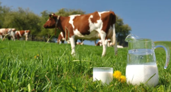 网红牛奶一思考，巨头就发笑