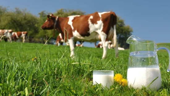 网红牛奶一思考，巨头就发笑