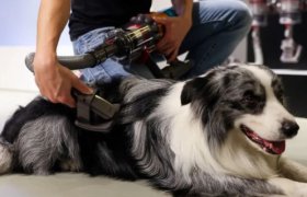 戴森开道，国产狂奔